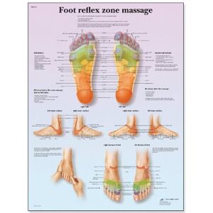3B Scientific VR1810L Human Anatomy Foot Reflex Zone Massage Chart, laminated 3B Scientific VR1810L Human Anatomy Foot Reflex Zone Massage Chart, laminated