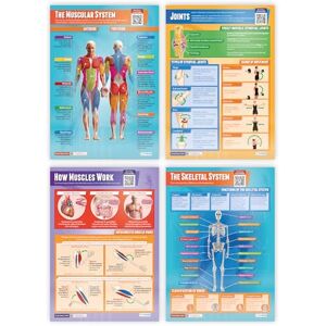 Daydream Education Muscular & Skeletal System Posters Set of 4 EXTRA LARGE A1 (850mm x 594mm) Gloss Paper Science Wall Charts for the Classroom Daydream Education Muscular & Skeletal System Posters Set of 4 EXTRA LARGE A1 (850mm x 594mm) Gloss Paper Science Wall Charts for the Classroom