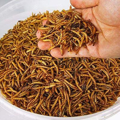 GardenersDream - Dried Mealworms - 5L - Bird Food GardenersDream - Dried Mealworms - 5L - Bird Food