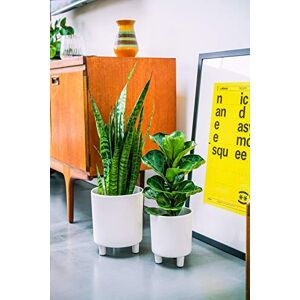 Ivyline Pisa Premium Glaze Ceramic Planter in White Stylish, UV Stable & Waterproof Premium Quality Indoor Decorative Flower Pot H19cm x D16cm Ivyline Pisa Premium Glaze Ceramic Planter in White Stylish, UV Stable & Waterproof Premium Quality Indoor Decorative Flower Pot H19cm x D16cm