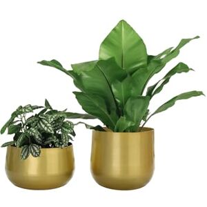 Vixdonos Gold Metal Flower Pots Garden Planters, 7.1/6.3 inch Indoor Round Succulent Containers, Pack 2 Cactus Plant Pots with Drainage Hole (Brass Gold) Vixdonos Gold Metal Flower Pots Garden Planters, 7.1/6.3 inch Indoor Round Succulent Containers, Pack 2 Cactus Plant Pots with Drainage Hole (Brass Gold)