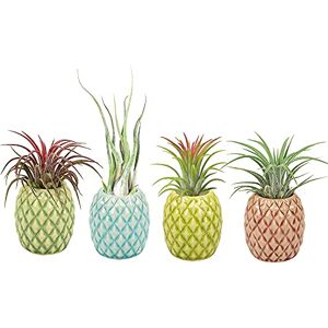 Mimeela 4 Pack Air Plant Holder Unique, Cute Pineapple Air Plant Stand Wall Planter, Ceramic Tillandsia Airplants Holders Hanging Wall Decor for Home Office (Pineapple-Small (1 x 2.1 in)) Mimeela 4 Pack Air Plant Holder Unique, Cute Pineapple Air Plant Stand Wall Planter, Ceramic Tillandsia Airplants Holders Hanging Wall Decor for Home Office (Pineapple-Small (1 x 2.1 in))