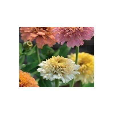 RTR_MDH 75 Seeds of Flower Zinnia Peaches & Cream Mixed RTR_MDH 75 Seeds of Flower Zinnia Peaches & Cream Mixed