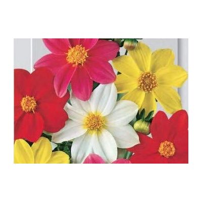 RTR_MDH Seeds of Flower Dahlia Single Flower Mix RTR_MDH Seeds of Flower Dahlia Single Flower Mix