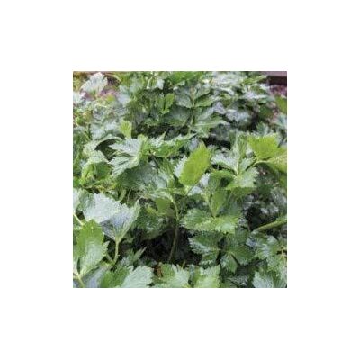 RTR_MDH 750 Seeds of Herb Celery Leaf Wild RTR_MDH 750 Seeds of Herb Celery Leaf Wild