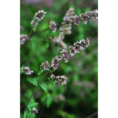 RTR_MDH 7500 Seeds of Herb Catmint Catnip Nepeta Cataria Large RTR_MDH 7500 Seeds of Herb Catmint Catnip Nepeta Cataria Large