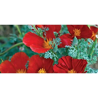 RTR_MDH 300 Seeds of Flower Californian Poppy Red Chief RTR_MDH 300 Seeds of Flower Californian Poppy Red Chief
