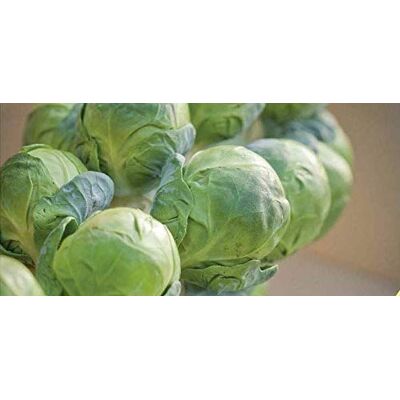 RTR_MDH 30 Seeds of Vegetable Brussels Sprout Brilliant F1 Hybrid RTR_MDH 30 Seeds of Vegetable Brussels Sprout Brilliant F1 Hybrid