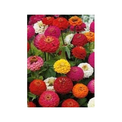 RTR_MDH 100 Seeds of Flower Zinnia Sprite Mixed RTR_MDH 100 Seeds of Flower Zinnia Sprite Mixed