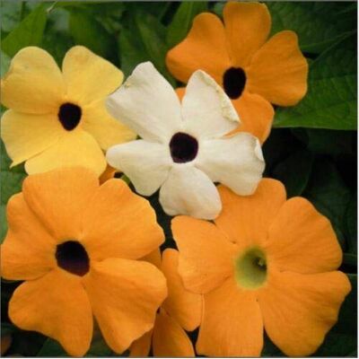 RTR_MDH 30 Seeds of Flower Thunbergia Alata Mixed Black Eyed Suzie RTR_MDH 30 Seeds of Flower Thunbergia Alata Mixed Black Eyed Suzie