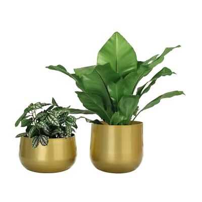 Vixdonos Gold Metal Flower Pots Garden Planters, 7.1/6.3 inch Indoor Round Succulent Containers, Pack 2 Cactus Plant Pots with Drainage Hole (Brass Gold) Vixdonos Gold Metal Flower Pots Garden Planters, 7.1/6.3 inch Indoor Round Succulent Containers, Pack 2 Cactus Plant Pots with Drainage Hole (Brass Gold)