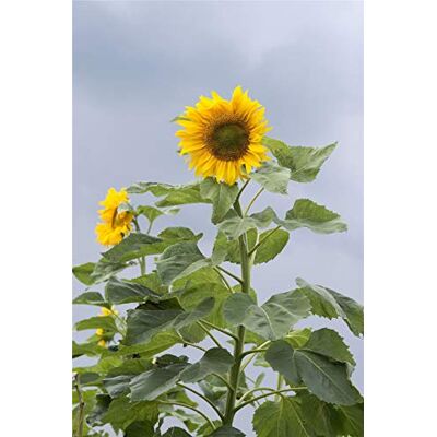 RTR_MDH Approx 150 Seeds of Flower Sunflower Mongolian Giant RTR_MDH Approx 150 Seeds of Flower Sunflower Mongolian Giant