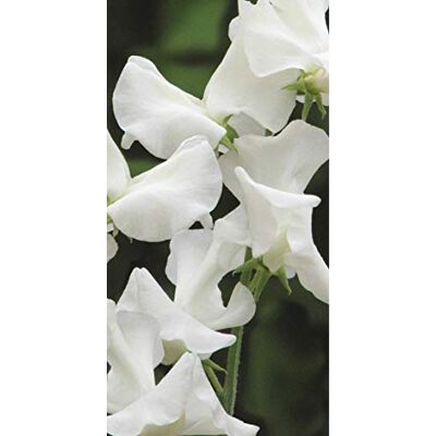 RTR_MDH 25 Seeds of Flower Sweet Pea Jilly RTR_MDH 25 Seeds of Flower Sweet Pea Jilly