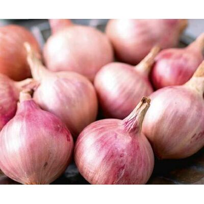 RTR_MDH Seeds of Vegetable Onion Seeds Isobel Rose RTR_MDH Seeds of Vegetable Onion Seeds Isobel Rose