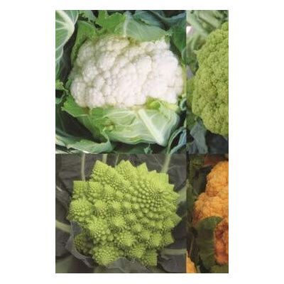 RTR_MDH 25 Seeds of Vegetable Cauliflower Coloured Mix F1 Hybrid RTR_MDH 25 Seeds of Vegetable Cauliflower Coloured Mix F1 Hybrid