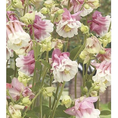 RTR_MDH 50 Seeds of Flower Aquilegia Petticoat Pink RTR_MDH 50 Seeds of Flower Aquilegia Petticoat Pink