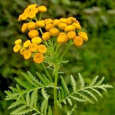 RTR_MDH Approx 2500 Seeds of Herb Tansy Tanacetum Vulgare RTR_MDH Approx 2500 Seeds of Herb Tansy Tanacetum Vulgare