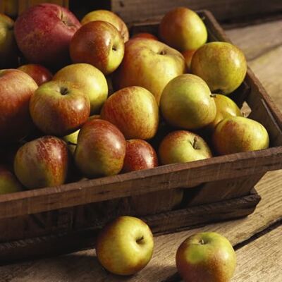 Thompson & Morgan 5 Litre Pot 1 Plant Apple 'Cox's Orange Pippin' Fruit Tree – Premium Dessert Apple, Rich Aromatic Flavor, Grafted onto Dwarfing Rootstock, by Thompson and Morgan Thompson & Morgan 5 Litre Pot 1 Plant Apple 'Cox's Orange Pippin' Fruit Tree – Premium Dessert Apple, Rich Aromatic Flavor, Grafted onto Dwarfing Rootstock, by Thompson and Morgan