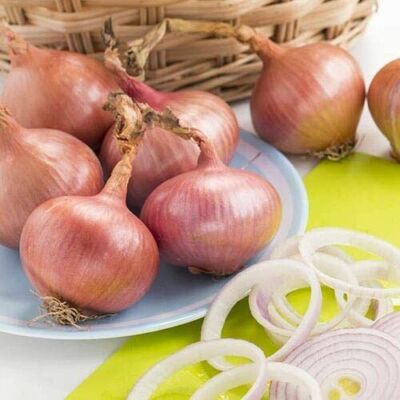 RTR_MDH 250 Seeds of Vegetable Onion Isobel Rose RTR_MDH 250 Seeds of Vegetable Onion Isobel Rose