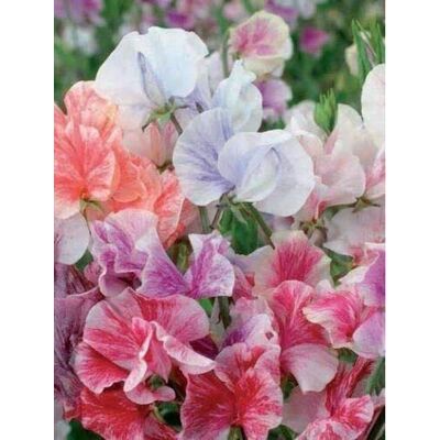 RTR_MDH Approx 40 Seeds of Flower Sweet Pea Heaven Scent Mixed RTR_MDH Approx 40 Seeds of Flower Sweet Pea Heaven Scent Mixed