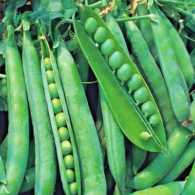 RTR_MDH 100 Seeds of Vegetable Pea Hurst Greenshaft RTR_MDH 100 Seeds of Vegetable Pea Hurst Greenshaft