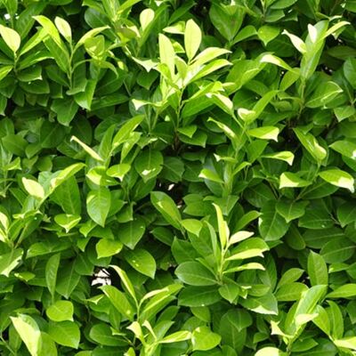 YouGarden Cherry Laurel, 2 x Evergreen Hedging Plants in 3 Litre Pots, Fast Growing Garden Shrubs YouGarden Cherry Laurel, 2 x Evergreen Hedging Plants in 3 Litre Pots, Fast Growing Garden Shrubs