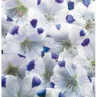 RTR_MDH 300 Seeds of Flower Nemophila Five Spot RTR_MDH 300 Seeds of Flower Nemophila Five Spot