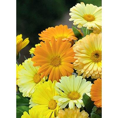 RTR_MDH 60 Seeds of Flower Calendula Fruit Twist RTR_MDH 60 Seeds of Flower Calendula Fruit Twist
