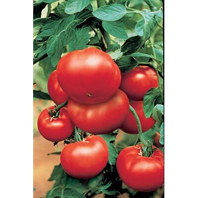 RTR_MDH 10 Seeds of Vegetable Tomato Bush Steak RTR_MDH 10 Seeds of Vegetable Tomato Bush Steak