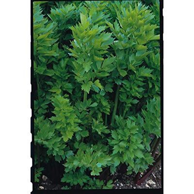 RTR_MDH 100 Seeds of Herb Lovage Levisticum Officinale RTR_MDH 100 Seeds of Herb Lovage Levisticum Officinale