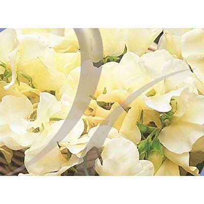 RTR_MDH 21 Seeds of Flower Sweet Pea Cathy RTR_MDH 21 Seeds of Flower Sweet Pea Cathy