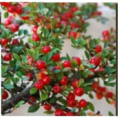 RTR_MDH Approx 20 Seeds of Flower Cotoneaster Horizontalis RTR_MDH Approx 20 Seeds of Flower Cotoneaster Horizontalis