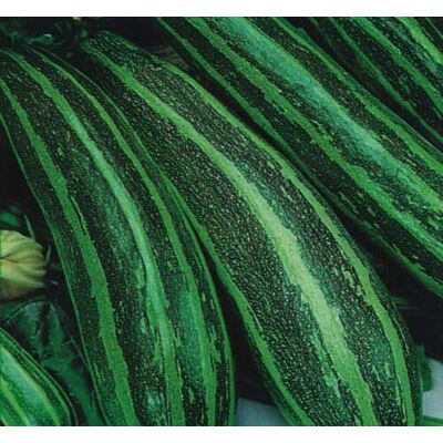 RTR_MDH 10 Seeds of Vegetable Marrow Long Green Bush RTR_MDH 10 Seeds of Vegetable Marrow Long Green Bush