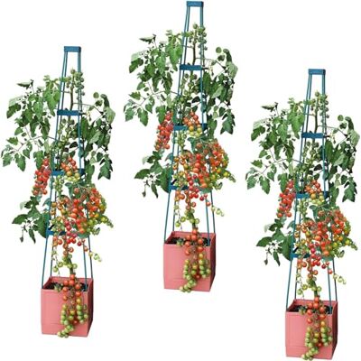 Garden Grow Self Watering 4 Tier Tomato Tower Jumbo Fruit & Vegetable Vine Plant, Support Grower, Decorative Multi Stage 1.5m Weatherproof Tower Garden Planter by (Tomato Tower x3) Garden Grow Self Watering 4 Tier Tomato Tower Jumbo Fruit & Vegetable Vine Plant, Support Grower, Decorative Multi Stage 1.5m Weatherproof Tower Garden Planter by (Tomato Tower x3)
