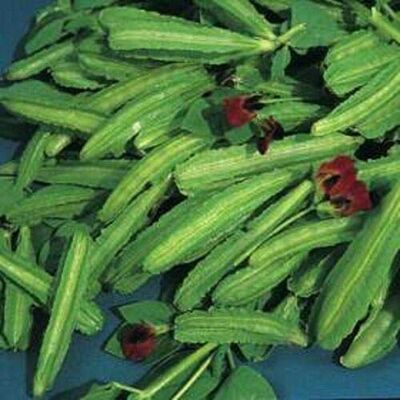 RTR_MDH Approx 80 Seeds of Vegetable Asparagus Pea RTR_MDH Approx 80 Seeds of Vegetable Asparagus Pea
