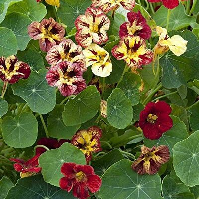 RTR_MDH Approx 20 Seeds of Flower Nasturtium Bloody Mary RTR_MDH Approx 20 Seeds of Flower Nasturtium Bloody Mary