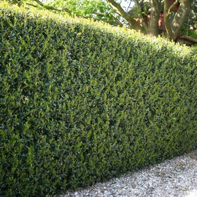 YouGarden Ilex crenata 'Green Hedge' Japanese Holly in 9cm Pots, Set of 12 Hedging Plants for Gardens, Perfect for Creating Secret Gardens, Evergreen Hedging Plants YouGarden Ilex crenata 'Green Hedge' Japanese Holly in 9cm Pots, Set of 12 Hedging Plants for Gardens, Perfect for Creating Secret Gardens, Evergreen Hedging Plants