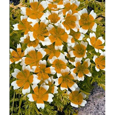 RTR_MDH Approx 125 Seeds of Flower Limnanthes Douglasii Poached Egg Plant RTR_MDH Approx 125 Seeds of Flower Limnanthes Douglasii Poached Egg Plant