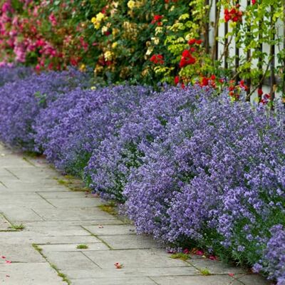 YouGarden 24 English Hidcote Lavender Hedging Plants in 9cm Pots, Beautifully Scented Purple Flowers Attracts Bees and Butterflies, Perennial Plants For Garden, English Lavender Plants Outdoor YouGarden 24 English Hidcote Lavender Hedging Plants in 9cm Pots, Beautifully Scented Purple Flowers Attracts Bees and Butterflies, Perennial Plants For Garden, English Lavender Plants Outdoor