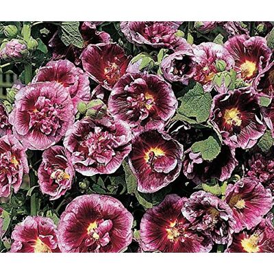 RTR_MDH 35 Seeds of Flower Hollyhock Creme De Cassis RTR_MDH 35 Seeds of Flower Hollyhock Creme De Cassis