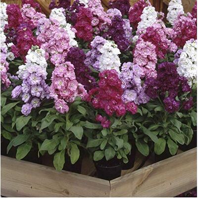 RTR_MDH 50 Seeds of Flower Stock Matthiola Incana Cinderella Mixed RTR_MDH 50 Seeds of Flower Stock Matthiola Incana Cinderella Mixed