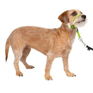 PetSafe Gentle Leader No-Pull Dog Headcollar The Ultimate Solution to Pulling Redirects Your Dog's Pulling for Easier Walks Helps You Regain Control Small, Apple Green PetSafe Gentle Leader No-Pull Dog Headcollar The Ultimate Solution to Pulling Redirects Your Dog's Pulling for Easier Walks Helps You Regain Control Small, Apple Green