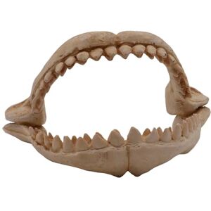 Amtra CROCI Shark Teeth, Medium Amtra CROCI Shark Teeth, Medium