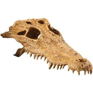 Exo Terra Crocodile Skull Exo Terra Crocodile Skull