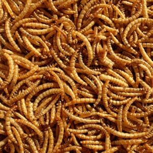 Pet Ting Premium Dried Mealworms, 7.5 Litre Pet Ting Premium Dried Mealworms, 7.5 Litre