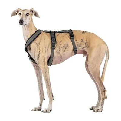 CandyPet Italian Greyhound Escape-proof Harness - Dog Collar CandyPet Italian Greyhound Escape-proof Harness - Dog Collar