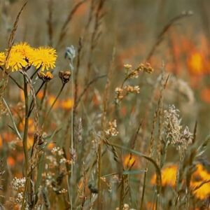 Avant Scarlatti Avant Scarlatti