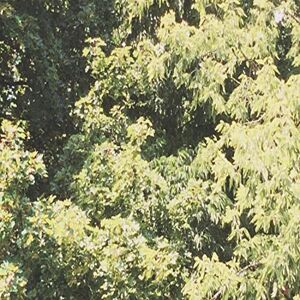 Circle of Veins Circle of Veins