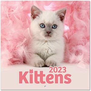 Grupo Erik Cats Simon K. and Greg C. Wall Calendar 2023 FSC 12 Month Planner Square, Wall Family Planner, Cat Calendar 2023 + 4 Bonus Months, 12' x 12', 300 cl Grupo Erik Cats Simon K. and Greg C. Wall Calendar 2023 FSC 12 Month Planner Square, Wall Family Planner, Cat Calendar 2023 + 4 Bonus Months, 12' x 12', 300 cl