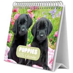 Grupo Erik Dog Desk Calendar 2025 8 x 7 inches 20 x 17 cm 12 Month Desk Planner, Desktop Calendar 2025 Dog Calendar 2025, Calendar 2025 Dogs Grupo Erik Dog Desk Calendar 2025 8 x 7 inches 20 x 17 cm 12 Month Desk Planner, Desktop Calendar 2025 Dog Calendar 2025, Calendar 2025 Dogs